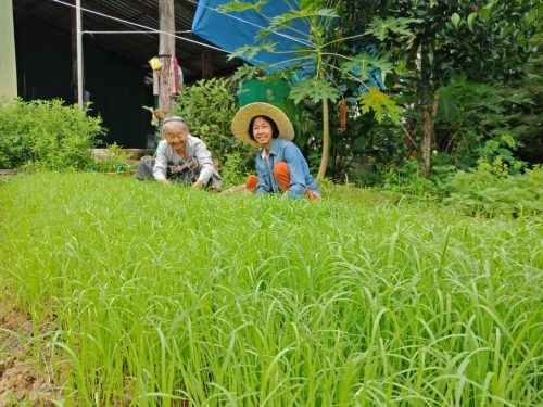 166954 ชาใบข้าวเหนียวก่ำ ออร์แกนิค 100 กรัม