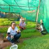 ตัดชาใบข้าว1 ชาใบข้าวเหนียวก่ำ ออร์แกนิค 100 กรัม