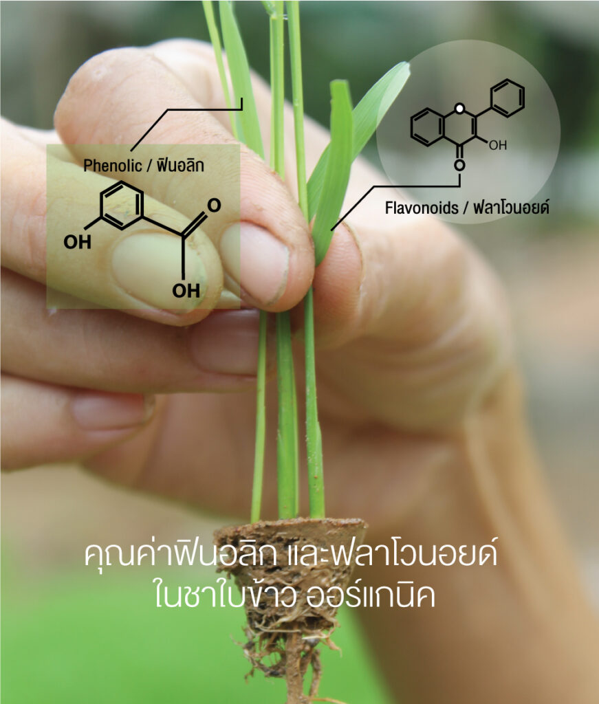 ฟินอลิก-ฟลาโวนอยด์