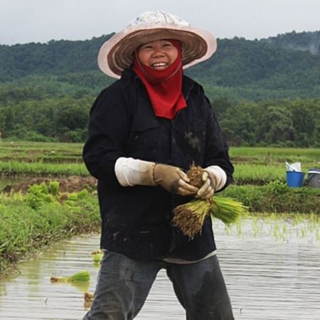 Waan-Rice planting_400x400